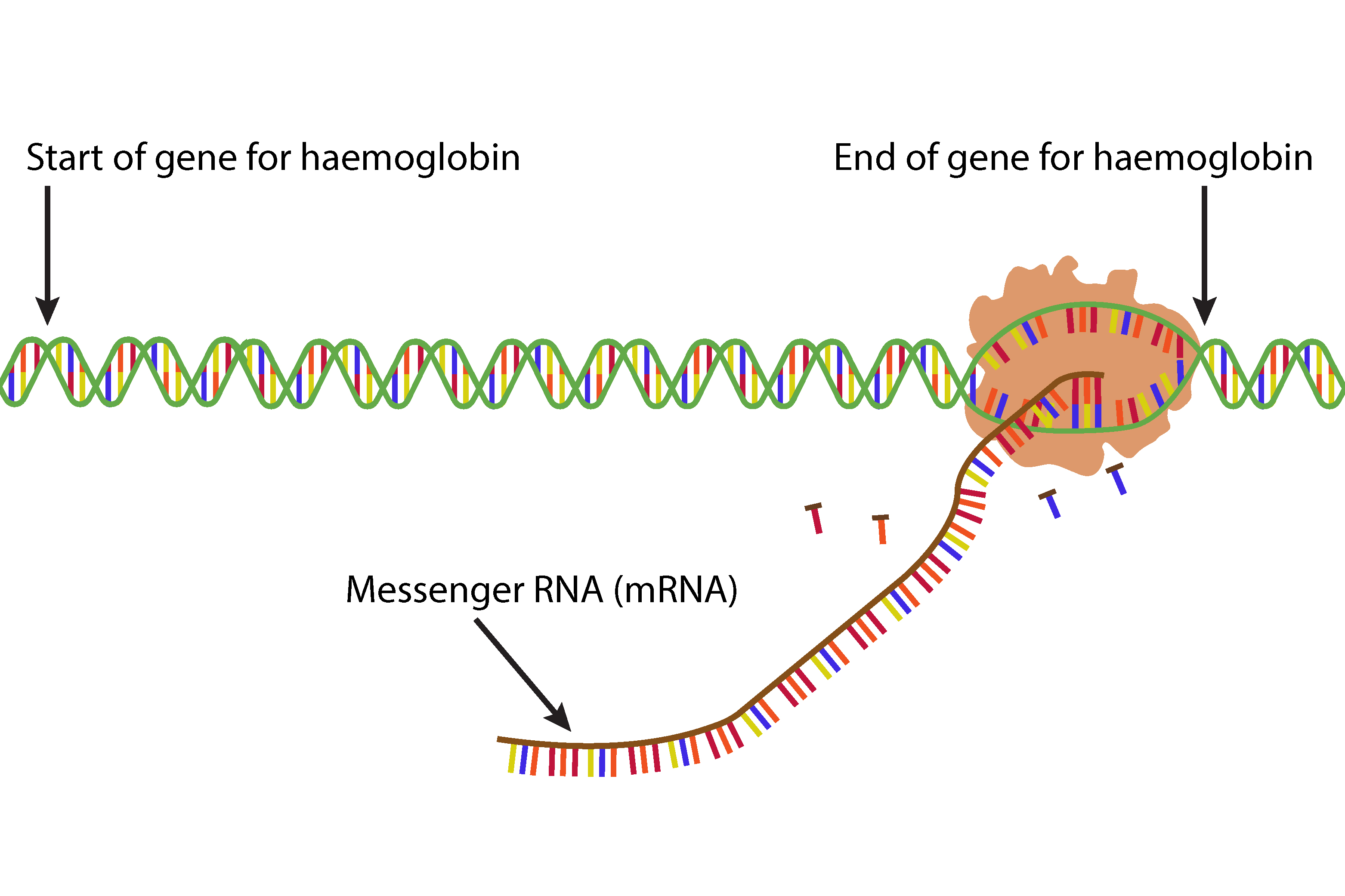 The enzyme nearing the end of the gene produces a long mRNA and starts to close the DNA